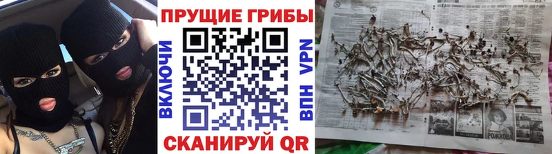Купить где  Назарово  Галлюциногенные грибы Psilocybine cubensis 